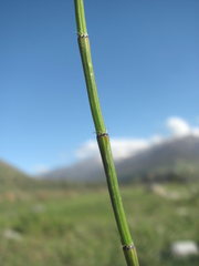 Equisetum ramosissimum