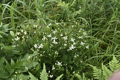 Clematis terniflora mandshurica