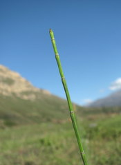 Equisetum ramosissimum