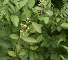 Clematis terniflora mandshurica