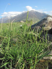 Equisetum ramosissimum
