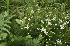 Clematis terniflora mandshurica