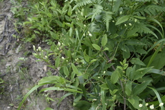 Clematis terniflora mandshurica