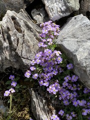 Aubrieta gracilis