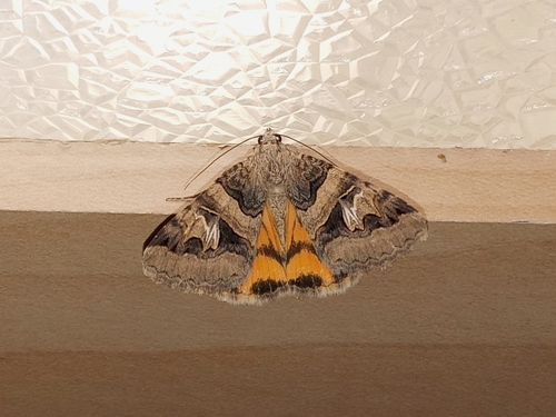 Drasteria divergens photo 4