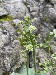 Micranthes sachalinensis