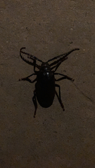 Prionus californicus