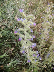 Echium vulgare