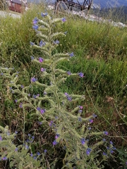Echium vulgare