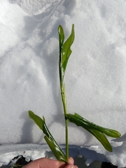 Potamogeton praelongus