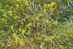 Acacia ligulata