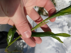 Potamogeton praelongus