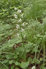 Platanthera densa