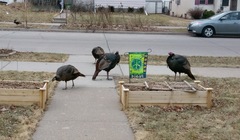 Meleagris gallopavo