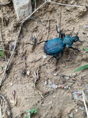Carabus scabrosus