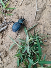 Carabus scabrosus