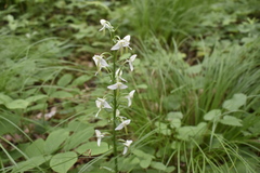 Platanthera densa
