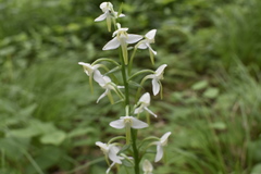Platanthera densa