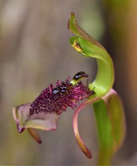Chiloglottis curviclavia