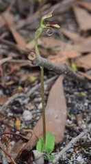 Chiloglottis curviclavia