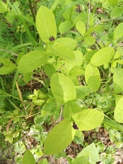 Lonicera chamissoi