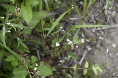 Galium dahuricum