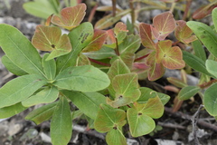 Euphorbia hylonoma