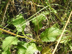 Verbascum × rubiginosum