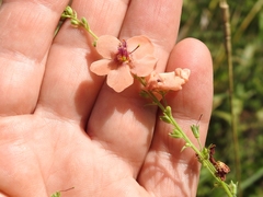 Verbascum × rubiginosum