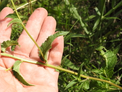 Verbascum × rubiginosum