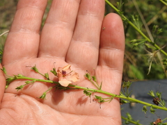 Verbascum × rubiginosum