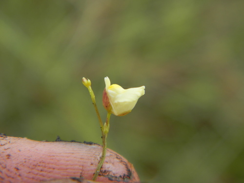 Utricularia appendiculata