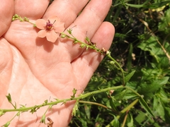 Verbascum × rubiginosum