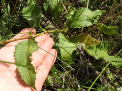 Verbascum × rubiginosum