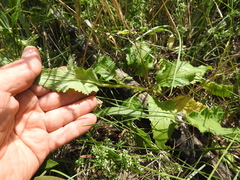 Verbascum × rubiginosum