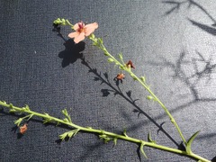 Verbascum × rubiginosum