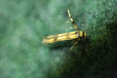 Stathmopoda pedella