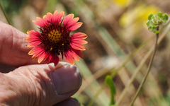 Gaillardia amblyodon