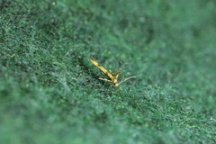 Stathmopoda pedella