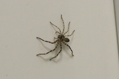 Heteropoda renibulbis