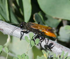 Palmodes praestans