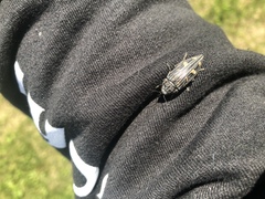 Buprestis consularis