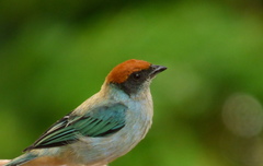 Scrub Tanager photo 4