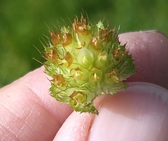 Trifolium cyathiferum