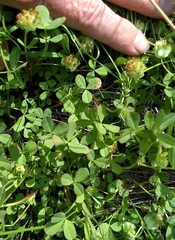 Trifolium cyathiferum