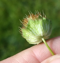 Trifolium cyathiferum