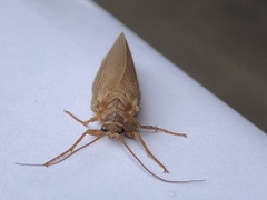 Ithone fulva
