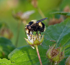 Volucella bombylans