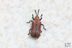Pentispa suturalis