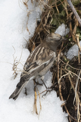 Plain Mountain Finch photo 3